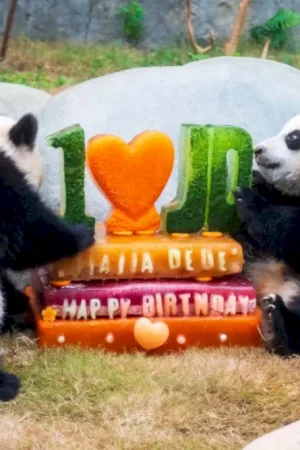 l’ocean-park-di-hong-kong-celebra-i-50-anni-con-nuove-strutture-e-iniziative
