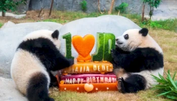 l’ocean-park-di-hong-kong-celebra-i-50-anni-con-nuove-strutture-e-iniziative