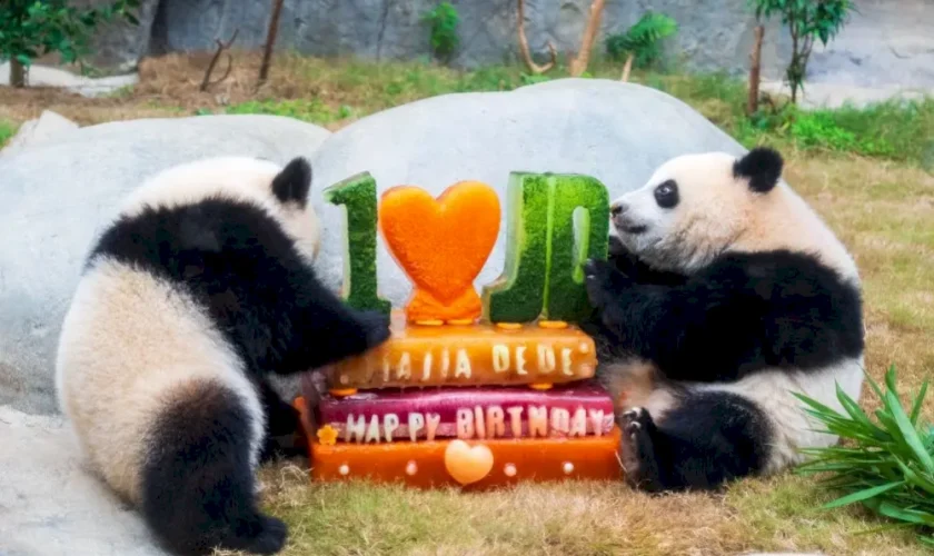 l’ocean-park-di-hong-kong-celebra-i-50-anni-con-nuove-strutture-e-iniziative